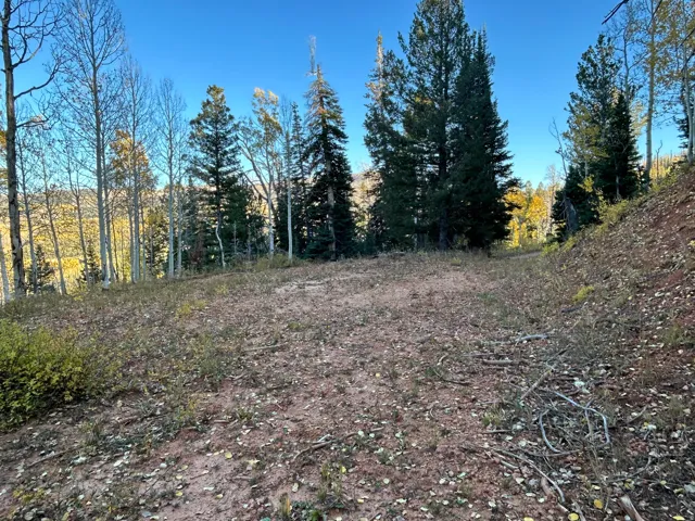 Cleared building site with mature pine and aspen trees surrounding the perimeter
