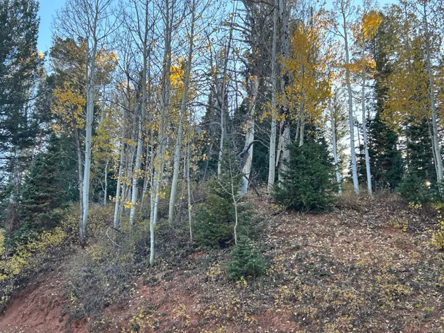 Sloping terrain featuring mature aspen trees with golden foliage, evergreen conifers, natural ground cover, and exposed red earth