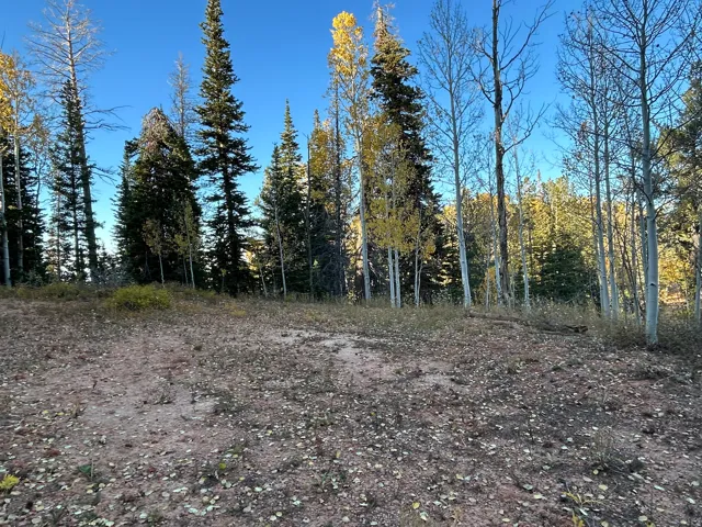 Cleared building site featuring a mix of evergreen and deciduous trees, with scattered foliage on the ground