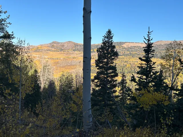Expansive mountain landscape featuring varied evergreen and deciduous trees