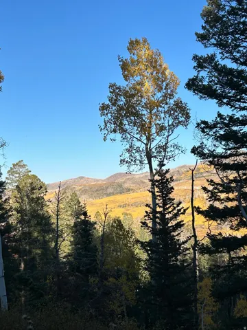 Expansive mountain landscape with diverse tree species and vibrant autumn foliage covering distant hillsides under a clear sky