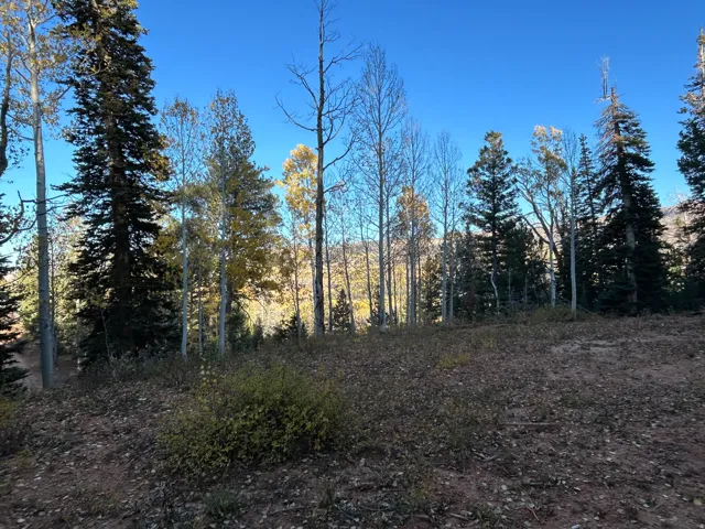 Expansive lot featuring mature evergreen trees and deciduous trees with autumn foliage
