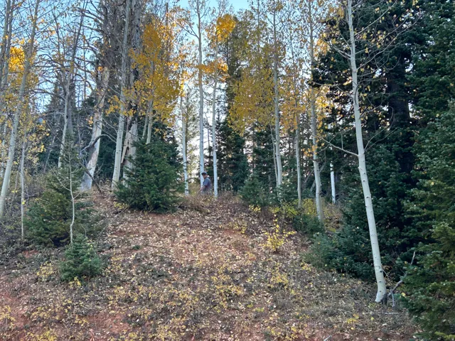 Wooded terrain featuring mature aspen and evergreen trees