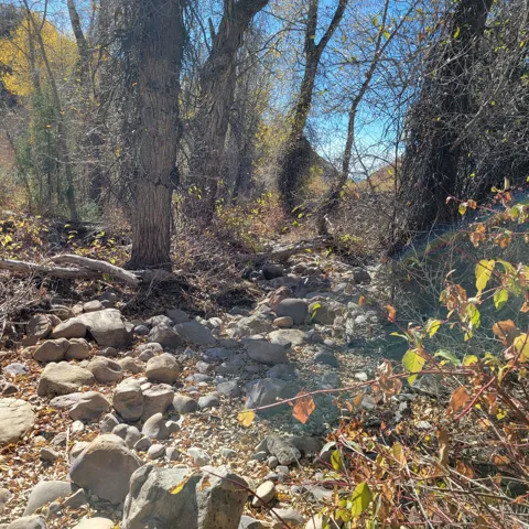 Natural landscape featuring mature trees, dry foliage, and a rocky streambed under a clear sky
