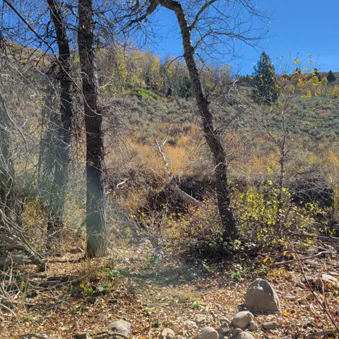 Natural landscaping featuring mature trees and a sloped, vegetated hillside