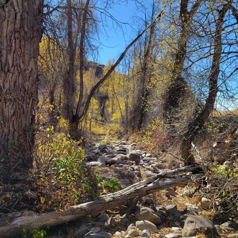 Natural riparian area featuring mature trees with golden foliage, a rocky creek bed, and natural wood elements