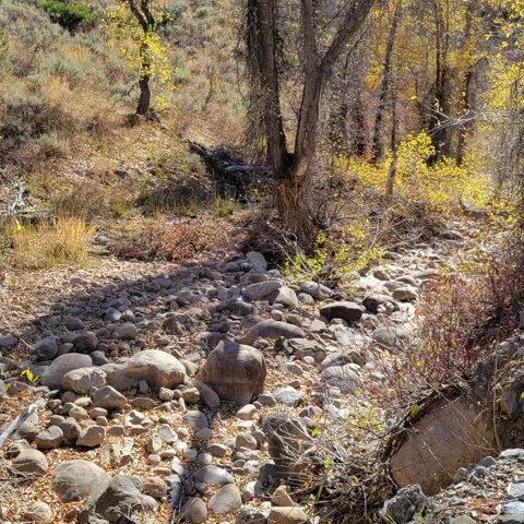 Natural landscape featuring a rocky bed, varied foliage, and mature trees with yellow leaves