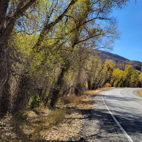 Curving asphalt road bordered by mature trees with golden-green foliage