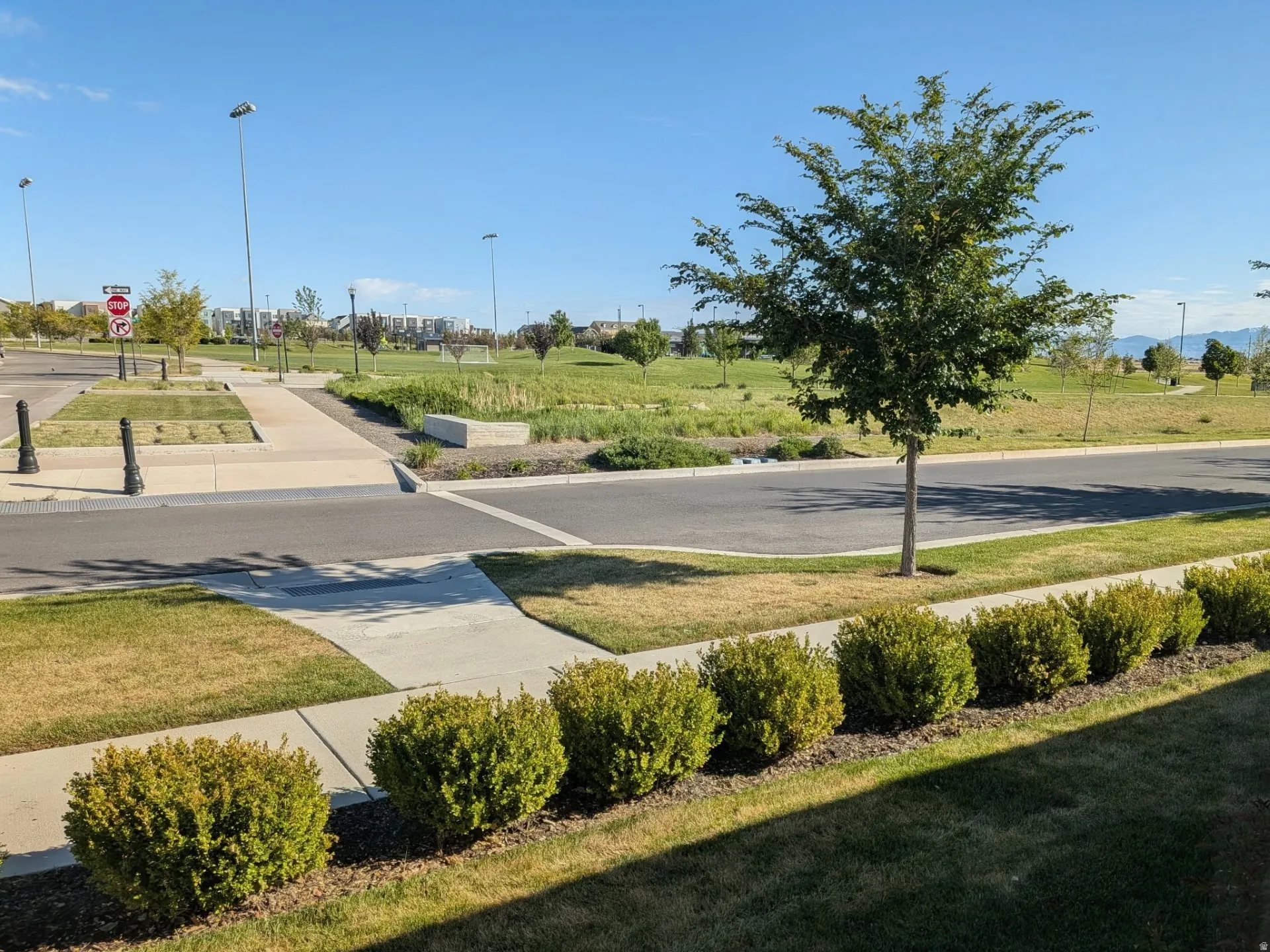 Street-level landscaping featuring a row of established shrubs