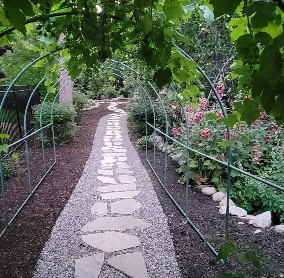 Grape vine tunnel