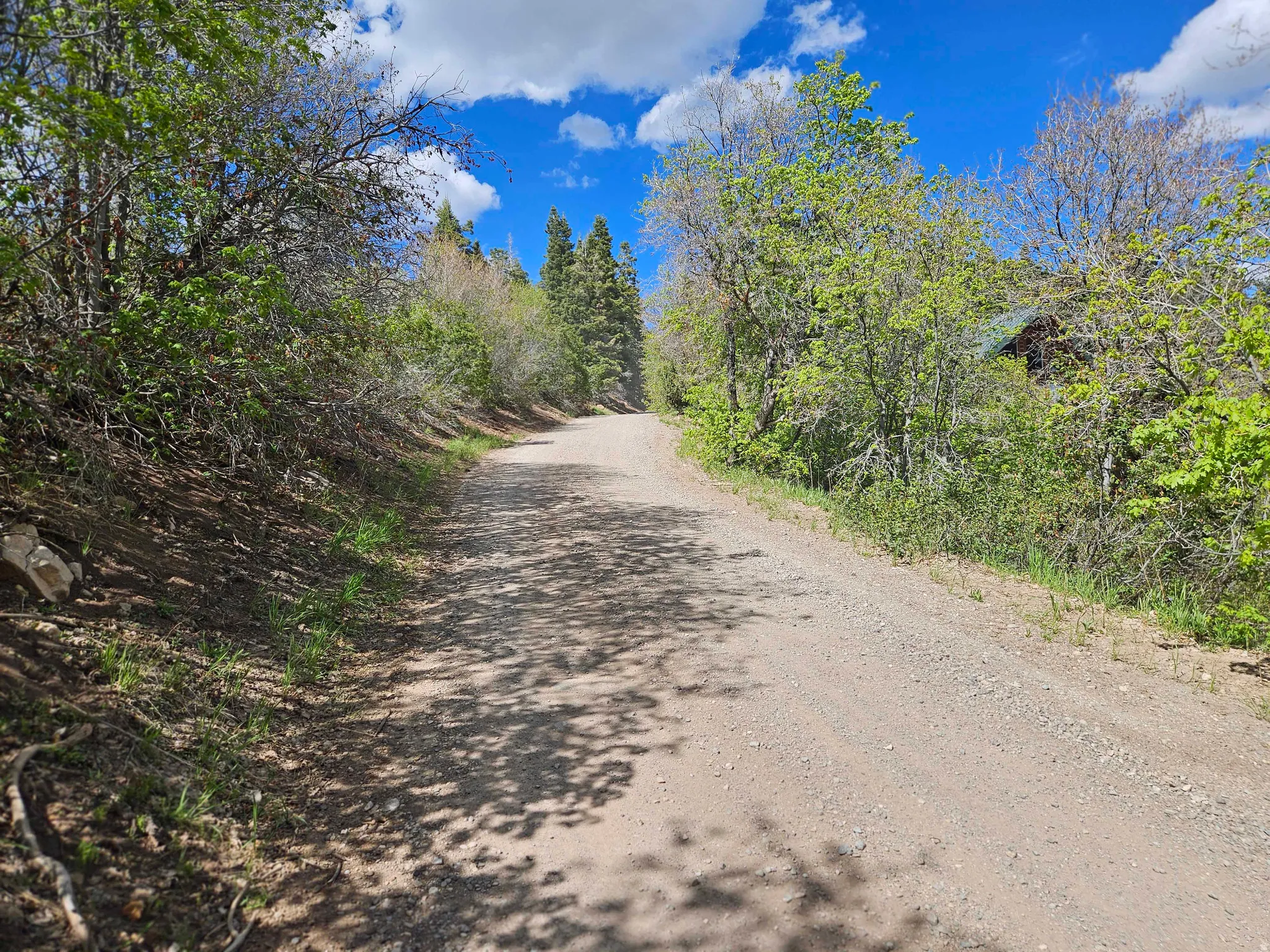 Gravel driveway surrounded by mature trees and lush foliage