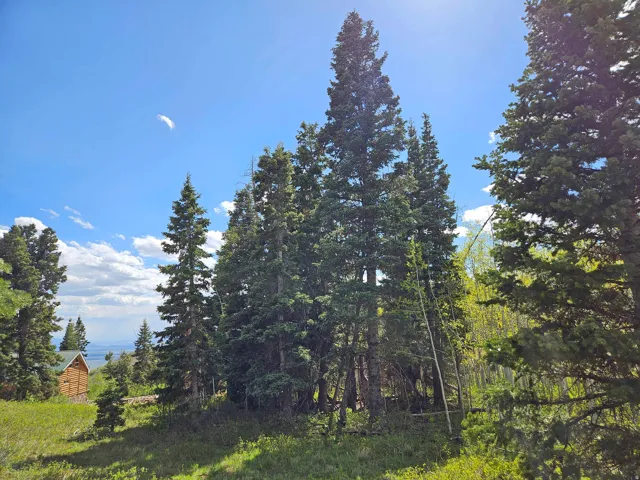 Expansive natural landscape with mature evergreen trees and varied foliage