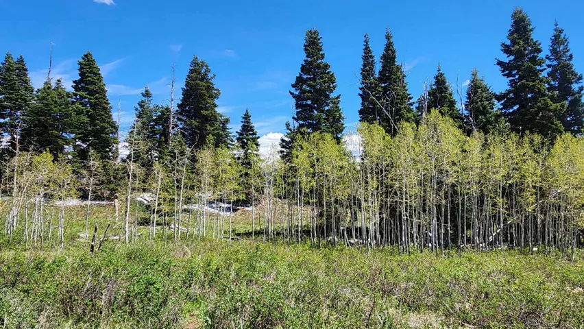Expansive natural landscape featuring a diverse mix of mature evergreen trees and vibrant aspen groves