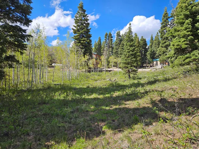 Expansive wooded grounds featuring a mix of mature coniferous and deciduous trees, with a building structure partially visible through the foliage