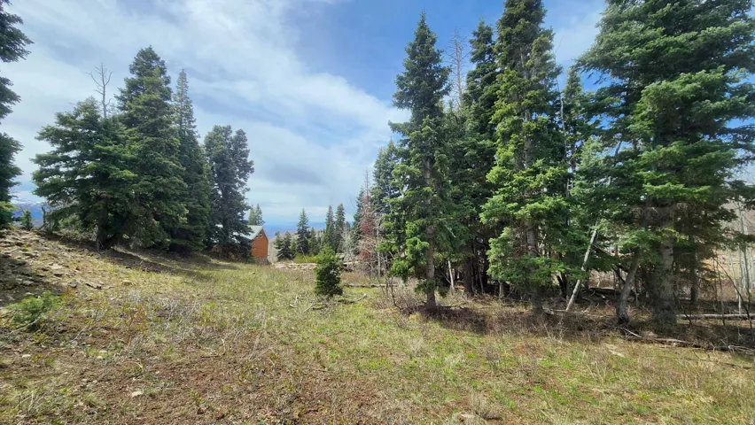 Expansive parcel featuring mature evergreen trees and a rustic wood-sided cabin in the distance