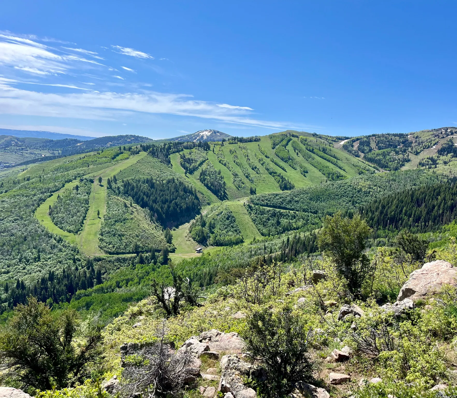 Mountain landscape featuring expansive green slopes, dense evergreen forests, and distant snow-capped peaks under a clear blue sky