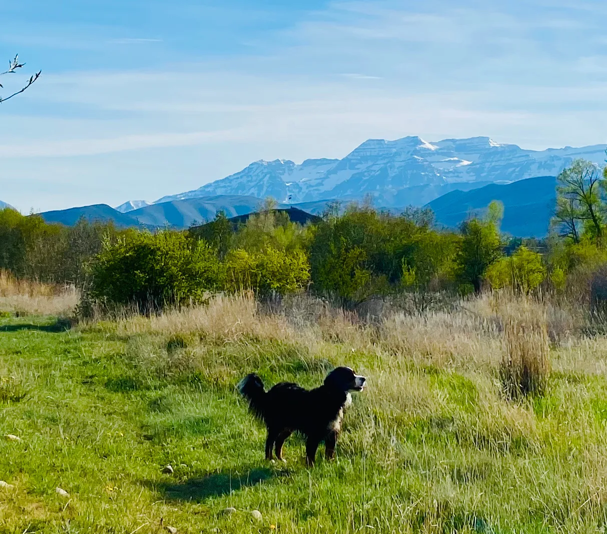 Expansive green space featuring natural landscaping and distant snow-capped mountains