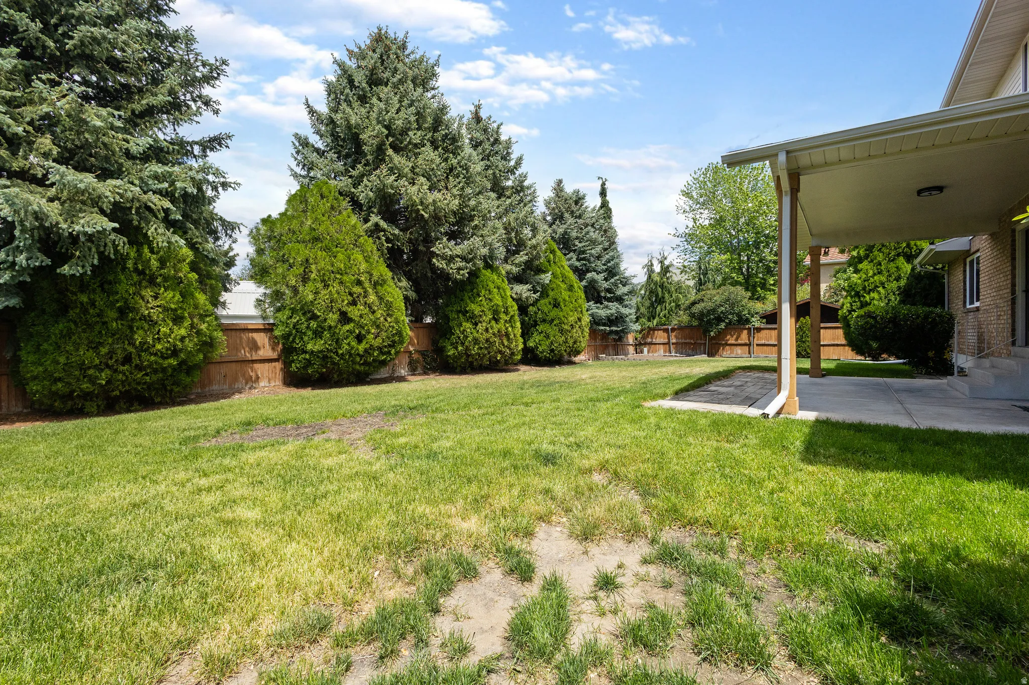 Expansive lawn area featuring mature evergreen trees and a solid wood fence