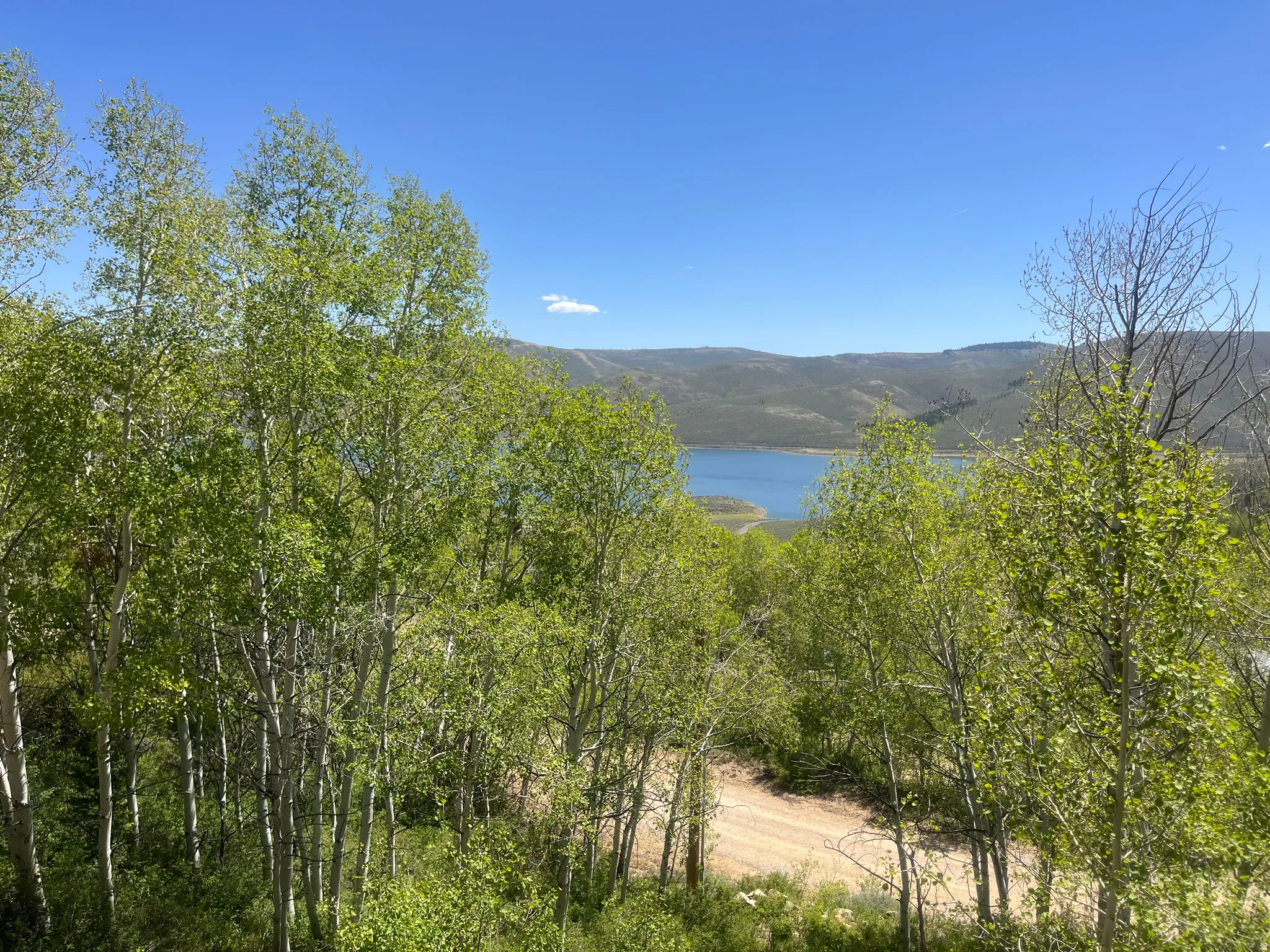 Lush tree canopy with a distant lake and mountain backdrop under a clear sky