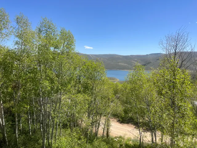 Lush tree canopy with a distant lake and mountain backdrop under a clear sky