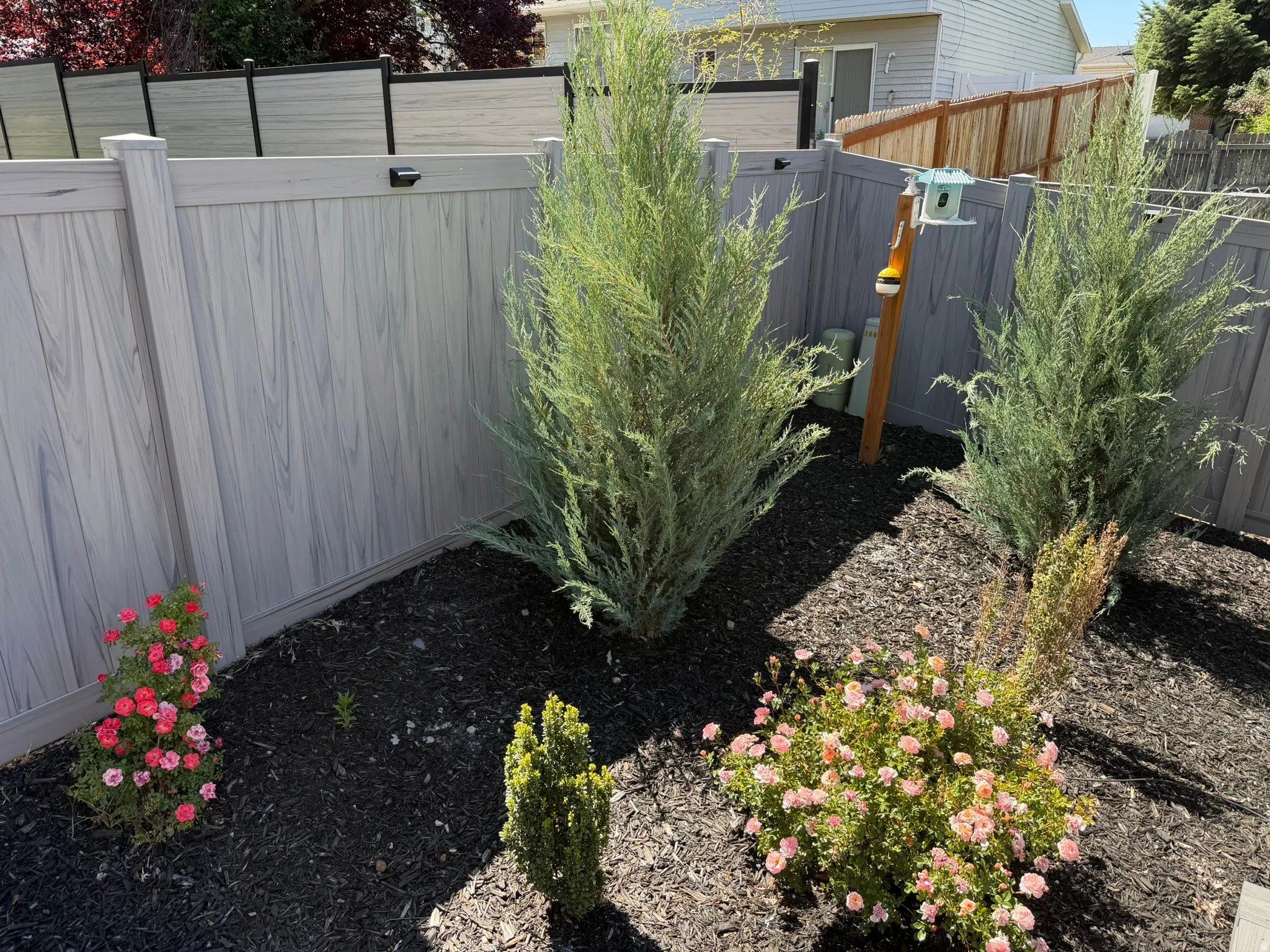 Landscaped garden bed featuring established evergreens and flowering shrubs, dark mulch, and a wood-look composite fence