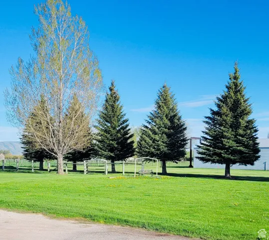 Expansive green lawn with mature evergreen trees and a single deciduous tree