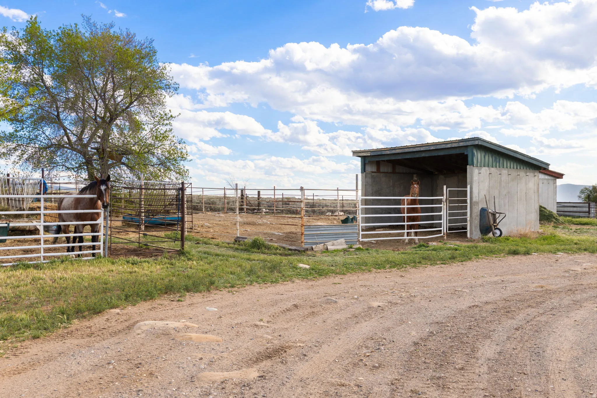 Concrete horse shed