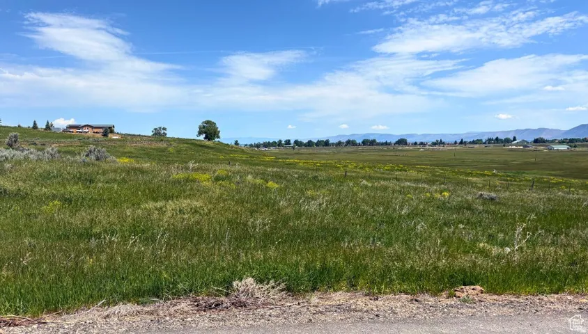 Expansive green landscape featuring varied grass types and scattered yellow wildflowers