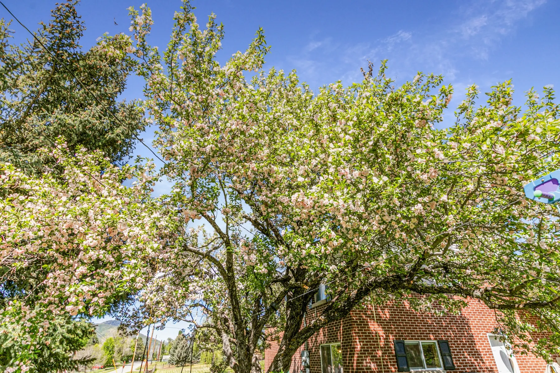 Mature flowering tree with delicate white and pink blossoms