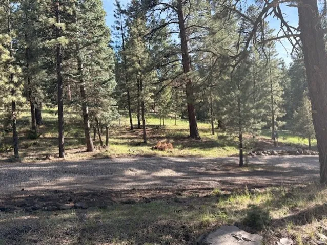 Expansive wooded lot featuring mature evergreen trees and a naturalistic landscape