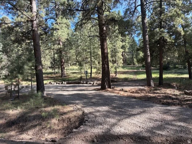 Gravel driveway bordered by mature evergreen trees