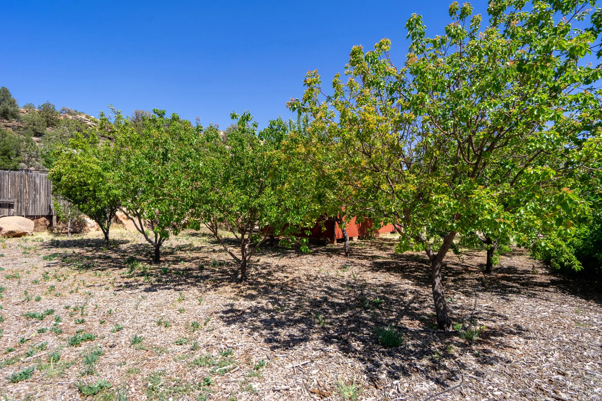 Landscaped yard featuring multiple mature trees