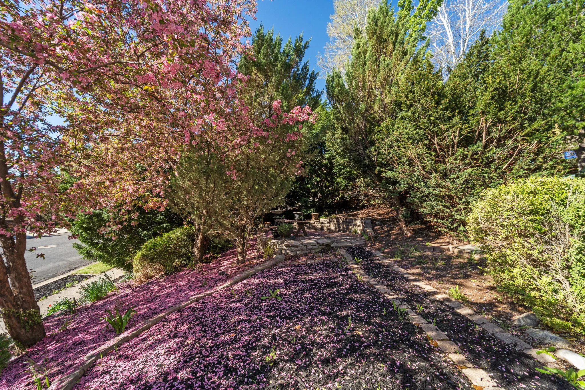 Sloping front yard featuring a blooming tree with pink blossoms, evergreen trees, a stone retaining wall, and a multi-level planter bed