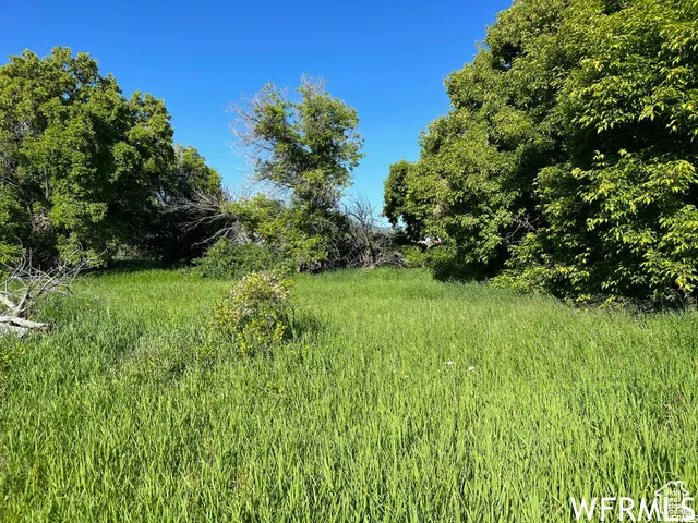 Expansive green space featuring lush foliage and mature trees