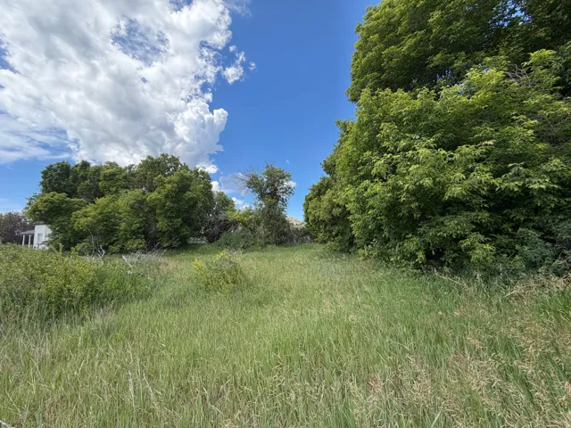 Expansive grassy lot with mature perimeter trees