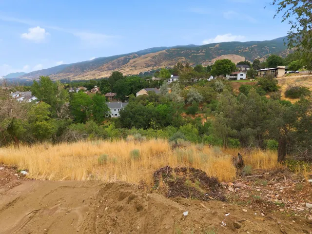 Expansive undeveloped lot featuring natural vegetation, including golden grasses and mature trees