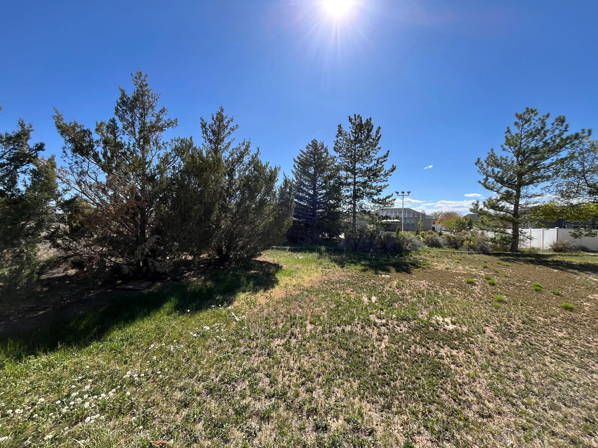 Expansive outdoor area featuring varied natural ground cover and several mature evergreen trees