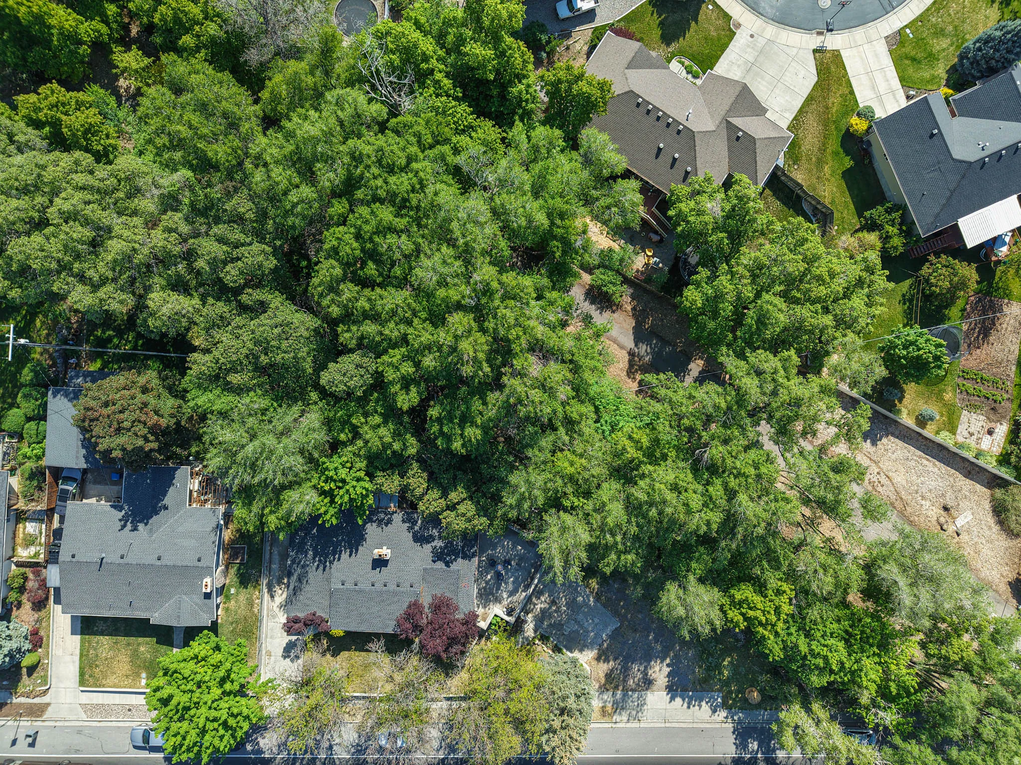 Expansive, heavily wooded lot with mature trees, offering significant privacy
