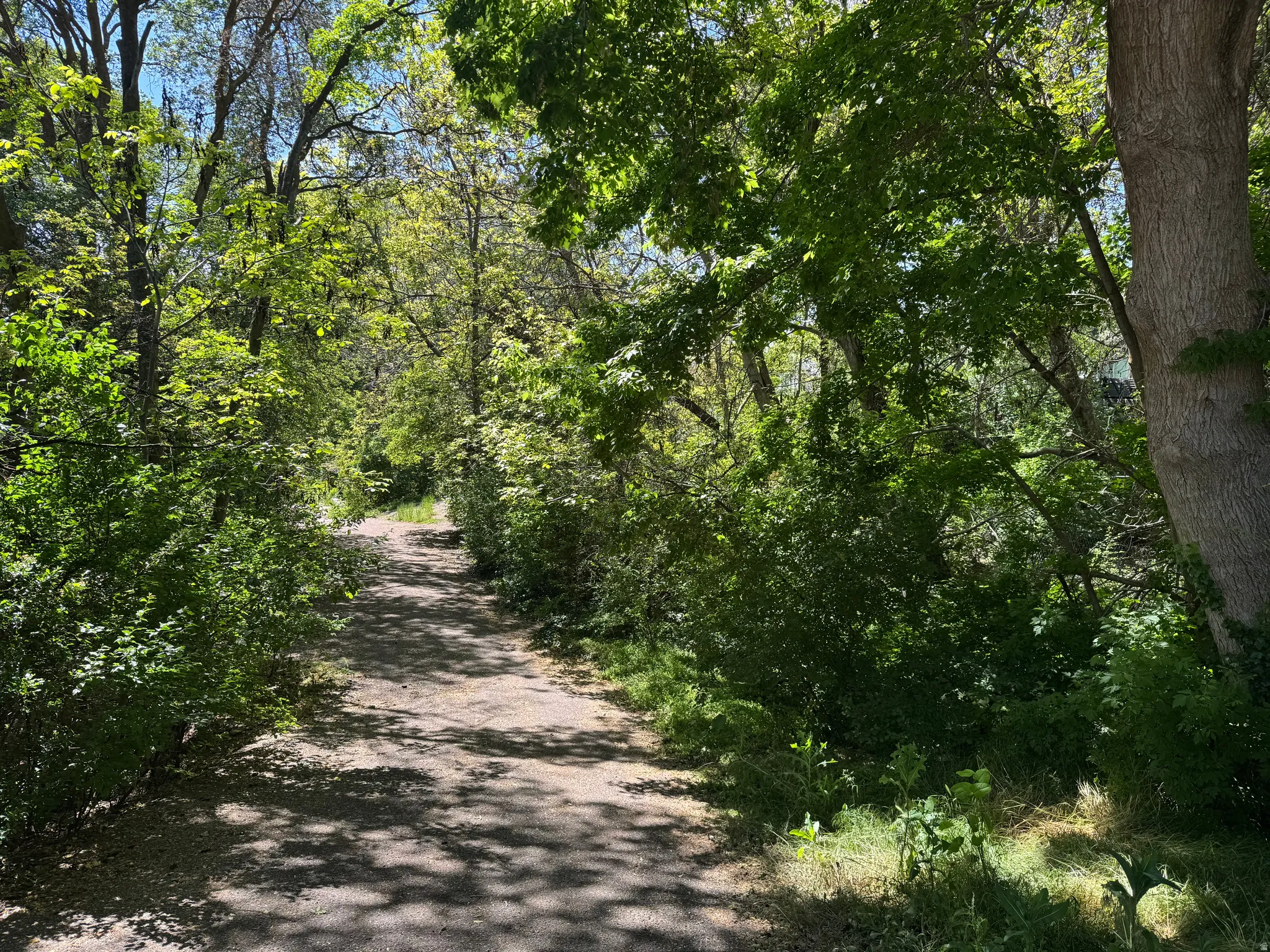 Oaklawn Park - Wooded Trails