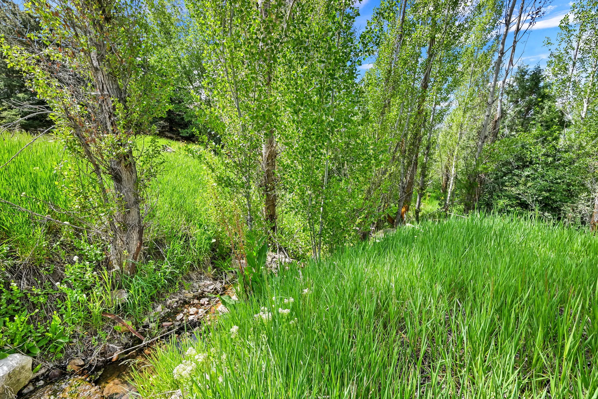 Lush green landscape featuring mature deciduous trees and a natural water feature