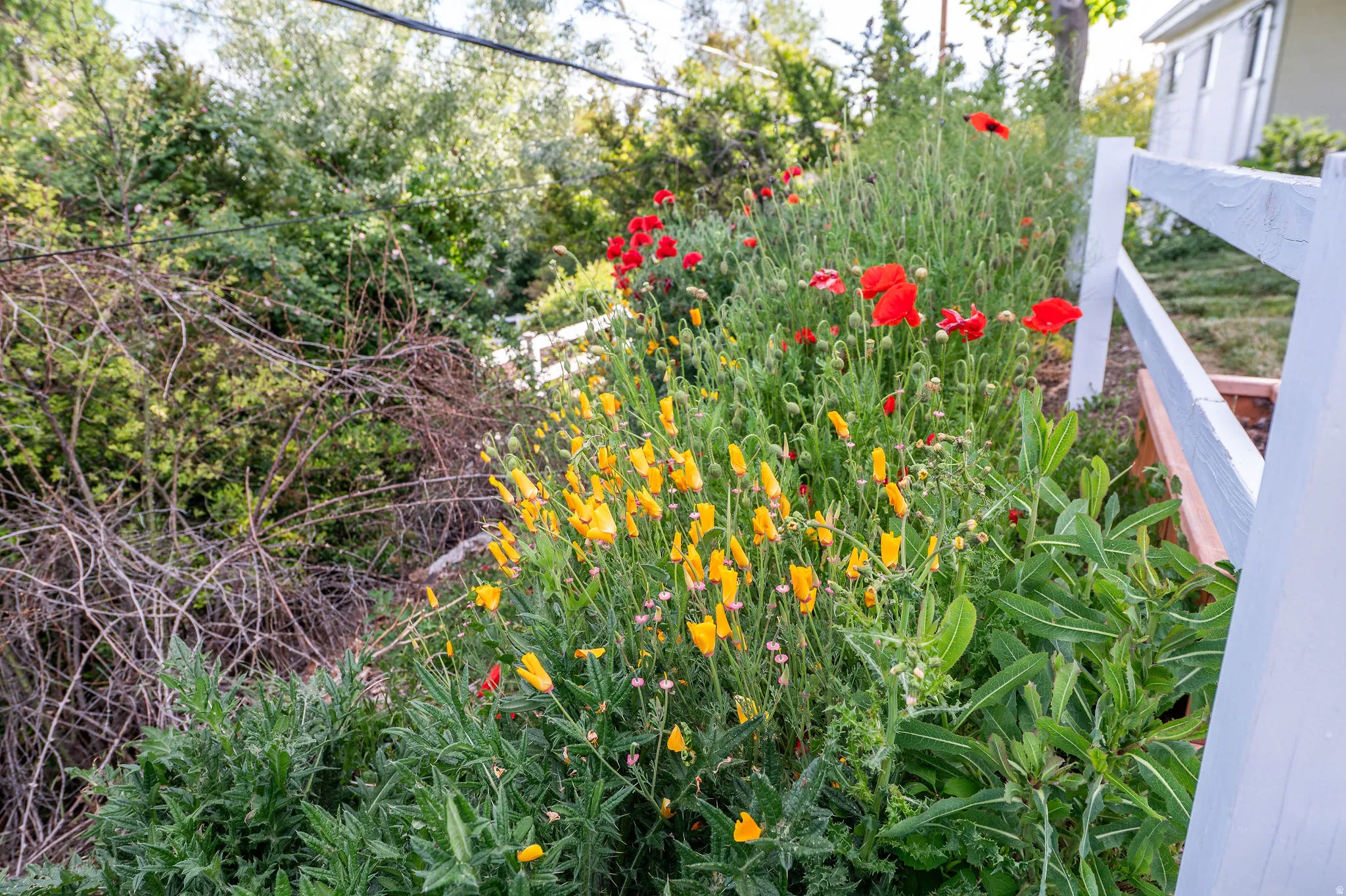 Landscaped garden bed featuring vibrant red and yellow flowers