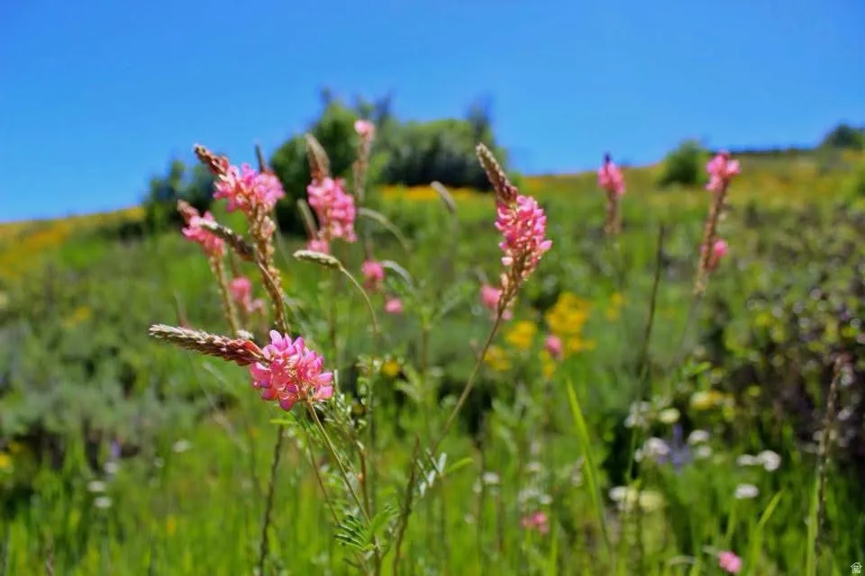 Vibrant pink wildflowers set against a backdrop of green foliage
