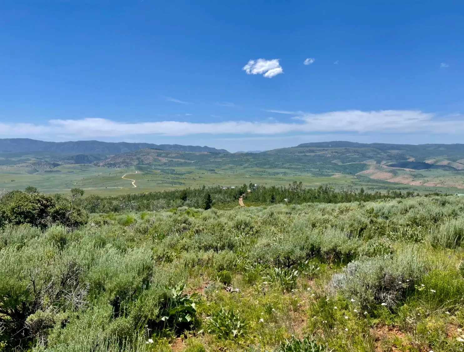 Expansive natural landscape with varied low-lying vegetation