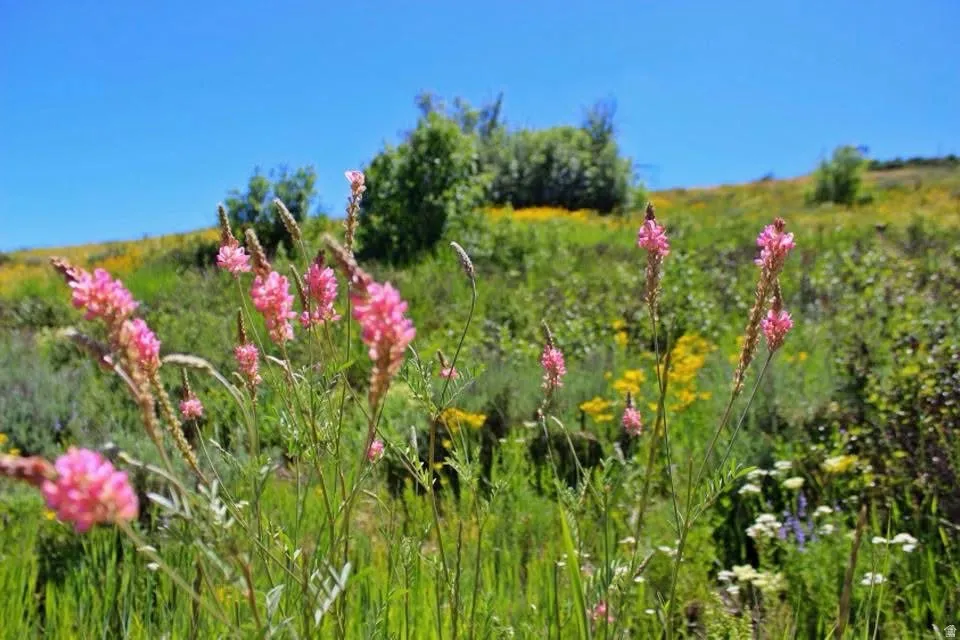 Natural landscape featuring a vibrant array of pink and yellow wildflowers on a grassy hillside under a clear blue sky