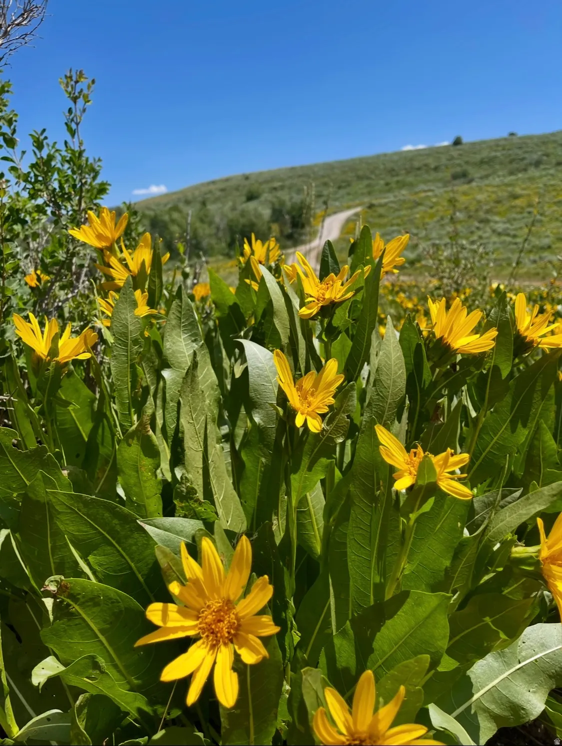 Field of flowering plants with yellow blooms and green foliage