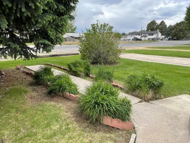 Manicured lawn with mature evergreen trees and established landscaping beds