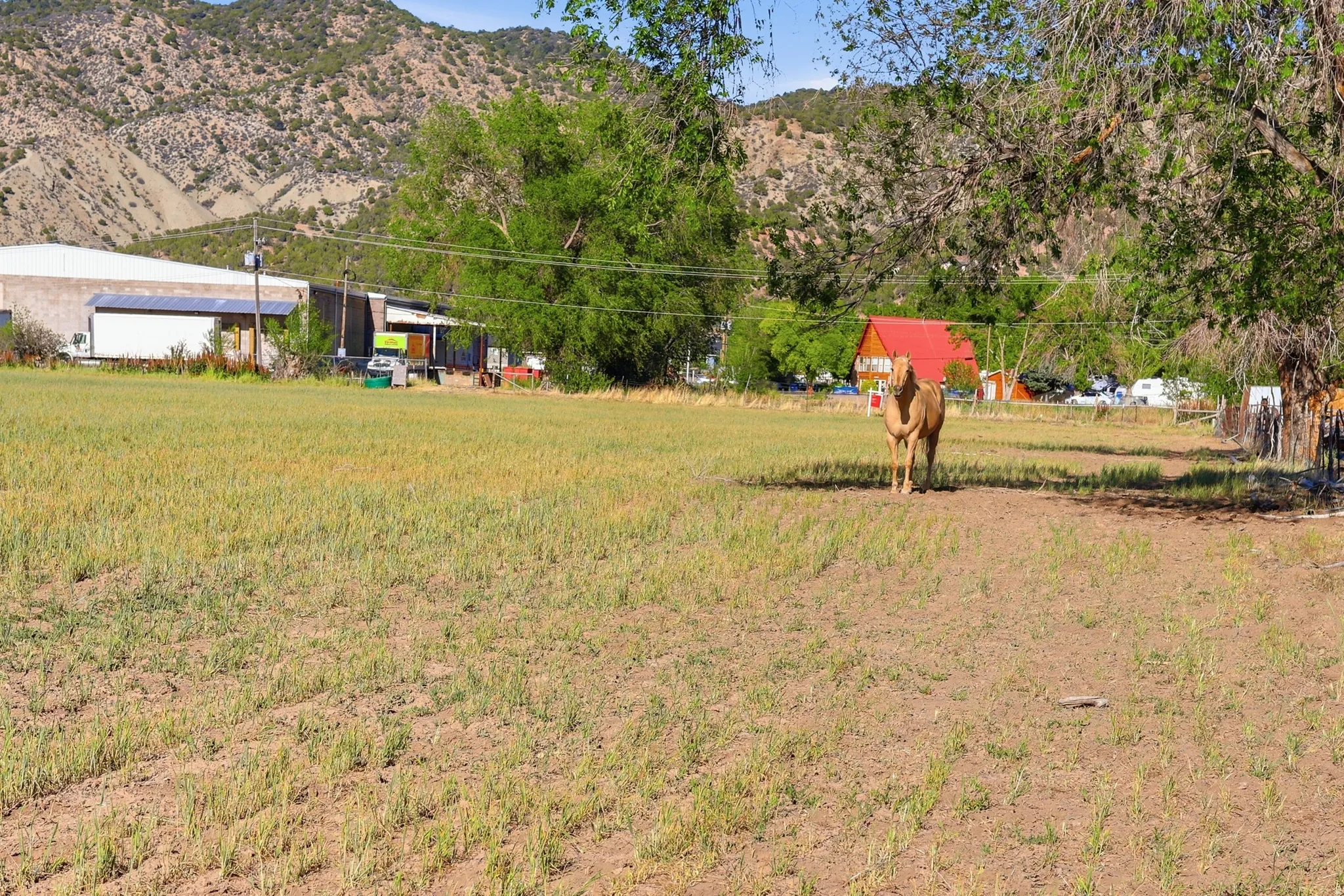 Expansive open field with partial grass cover, surrounded by mature trees, with a mountain backdrop
