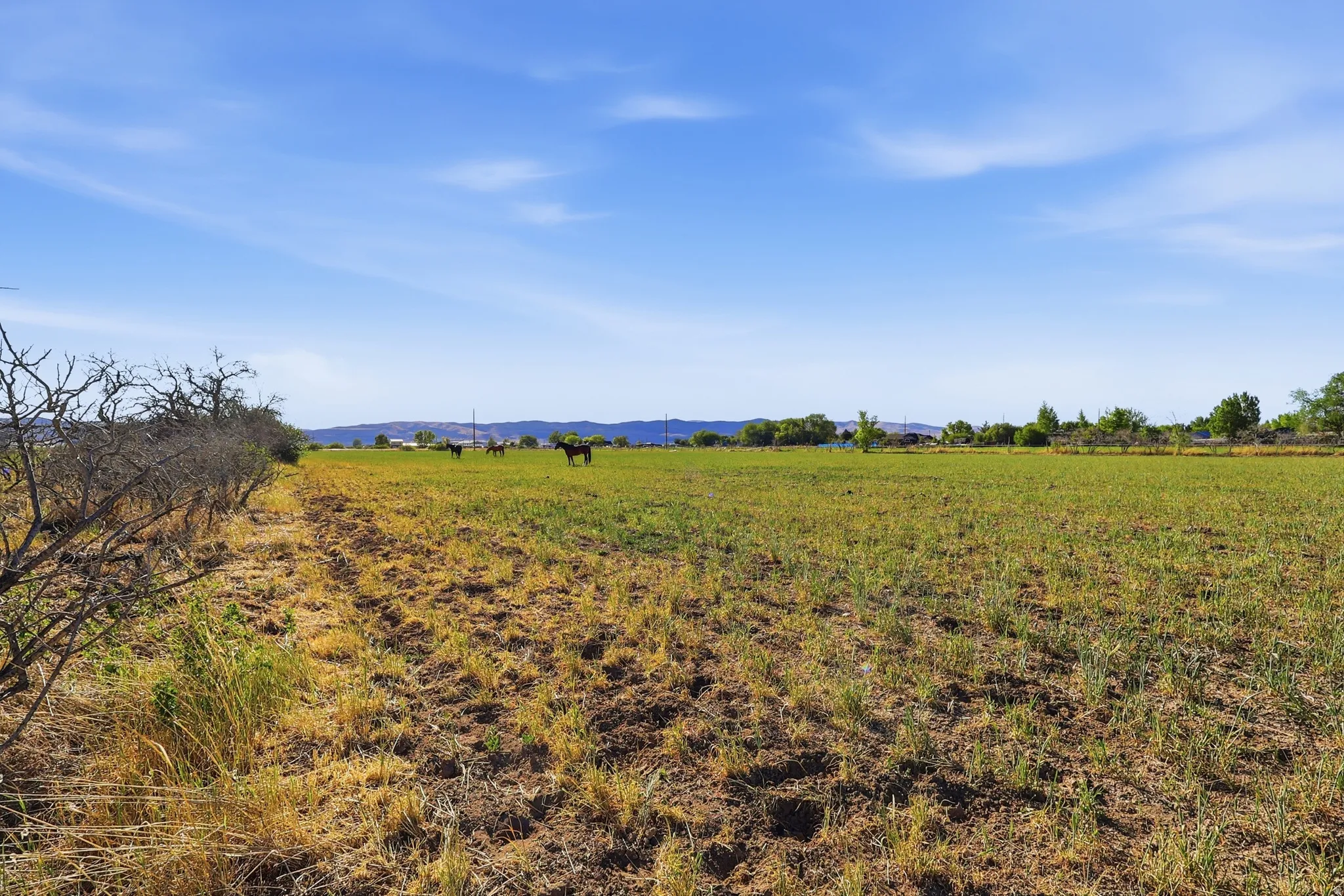 Expansive green field with natural border landscaping