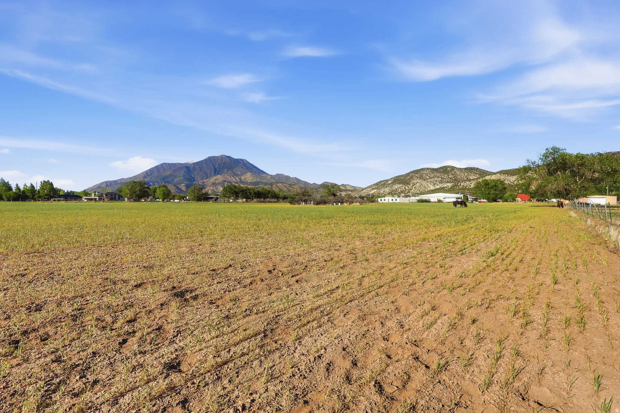Expansive agricultural field with emerging crops