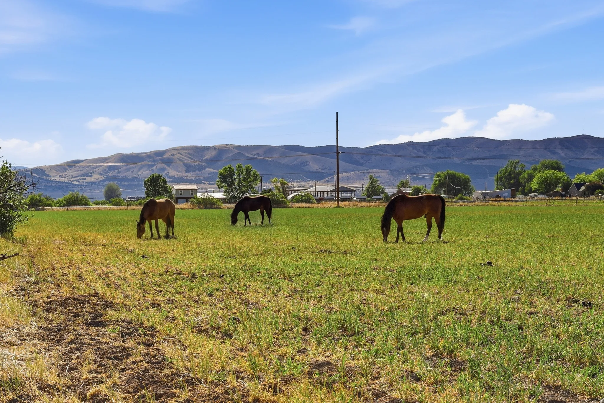 Expansive green pasture with a backdrop of distant mountains